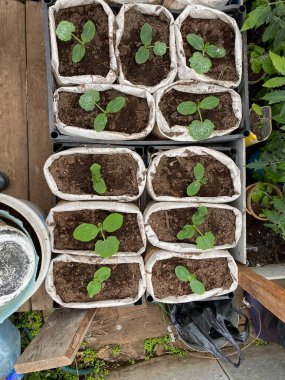 Baharda terasta tohumlar. Çiçek tohumu. Ayçiçeği fideleri. Eski bahçe