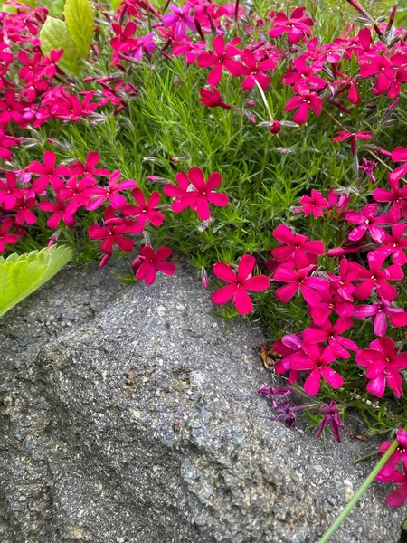 Saxifraga oppositifolia, широко известная как фиолетовый саксофон или фиолетовый горный саксофон. Цветущие в саду — стоковое фото