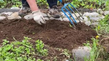 Yaz bahçesindeki yeşil çimlere çiçek eken kadın eller. Bahçıvan çiçek açan çiçekleri çiçek tarlasında naklediyor. Bahçe işleri ve peyzaj.