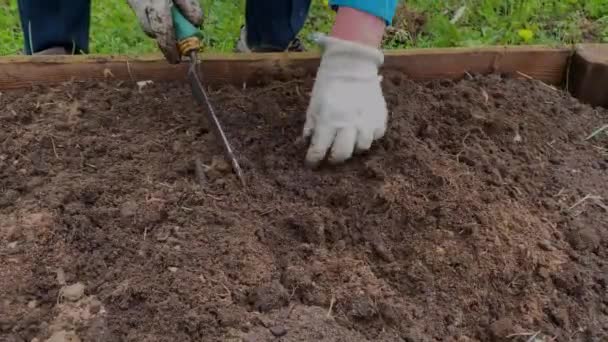 Mani femminili piantare fiori sul prato verde nel giardino estivo. Giardiniere trapianto di fiori in fiore nel terreno su aiuola. Giardinaggio e paesaggistica — Video Stock