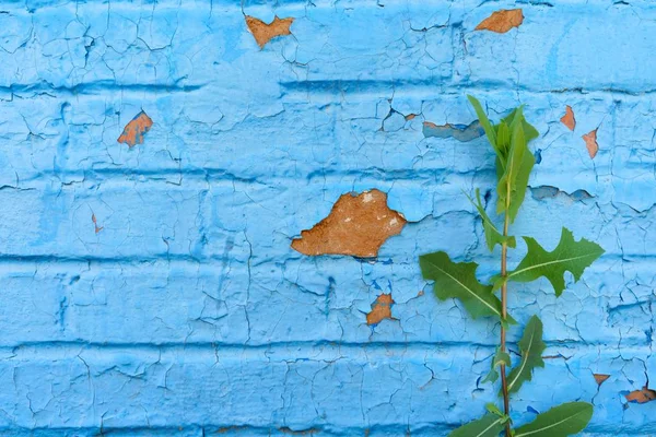 Yeşil bir bitkinin yetiştiği mavi boya ile boyanmış harap çatlak tuğla duvar ()