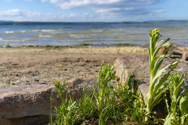 Önünde yeşil bitkiler ve taşlar olan bir orman gölünün kıyısında.
