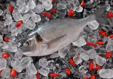 Taze balık buz küpleri. Buz küpleri ve siyah arka plan üzerinde taze kılıçbalığı veya Eşkine çipura