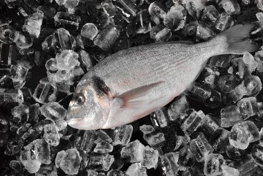 Taze balık buz küpleri. Buz küpleri ve siyah arka plan üzerinde taze kılıçbalığı veya Eşkine çipura