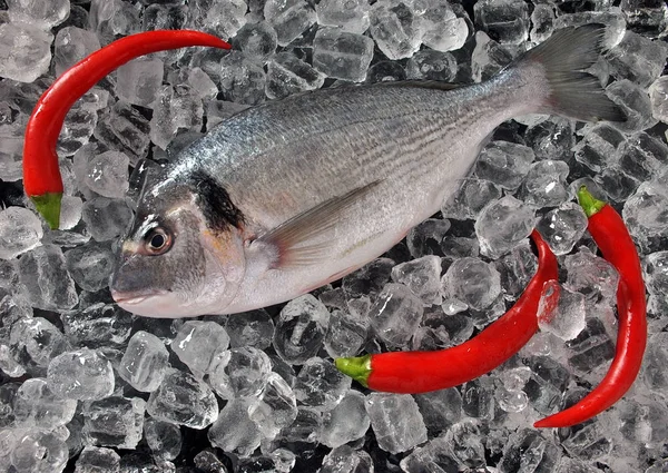 Peixe Fresco Cubos Gelo Dorado Fresco Dourado Bream Cubos Gelo — Fotografia de Stock