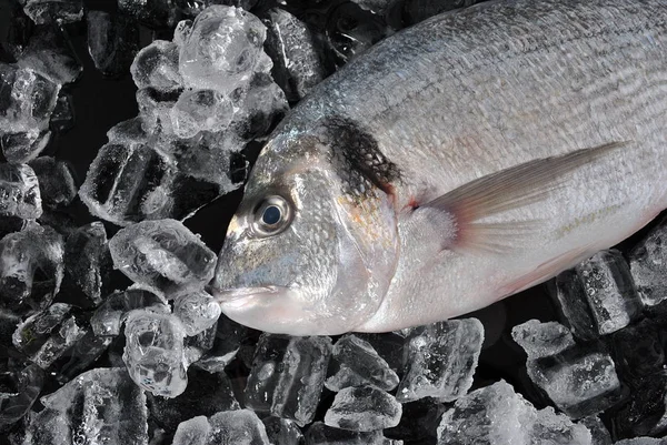 Pescado Fresco Cubitos Hielo Dorada Fresca Dorada Sobre Hielo Fondo — Foto de Stock