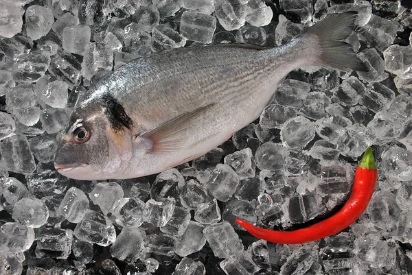 Peixe Fresco Cubos Gelo Dorado Fresco Dourado Bream Cubos Gelo — Fotografia de Stock