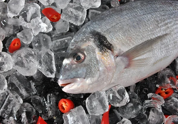 Peixe Fresco Cubos Gelo Dorado Fresco Dourado Bream Cubos Gelo — Fotografia de Stock