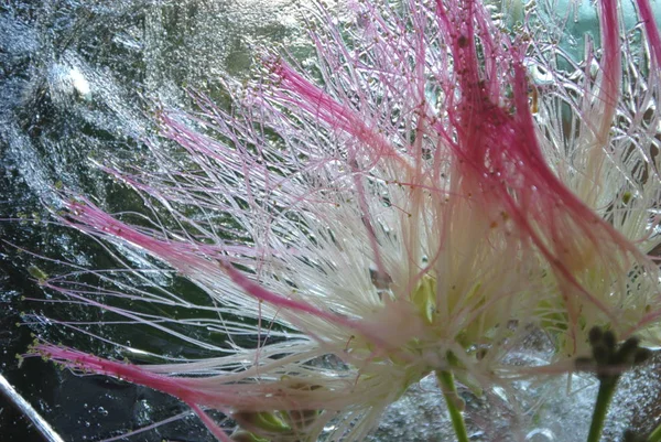 beautiful frozen flowers in a block of ice. Abstraction