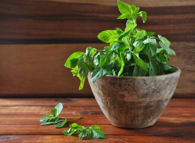 Mint.Bunch küçük ahşap kase ahşap zemin üzerine Yeşil taze nane