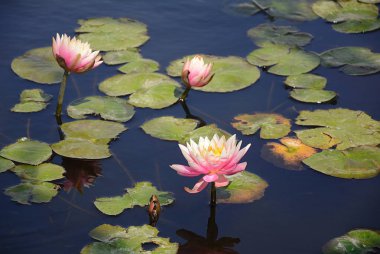 Nilüfer eski gölet renkli bir nilüfer ile süslüdür.