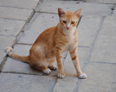 Şehir faunası. Kaldırımda oturan kırmızı gezinen kedi. Sevimli hayvanlar