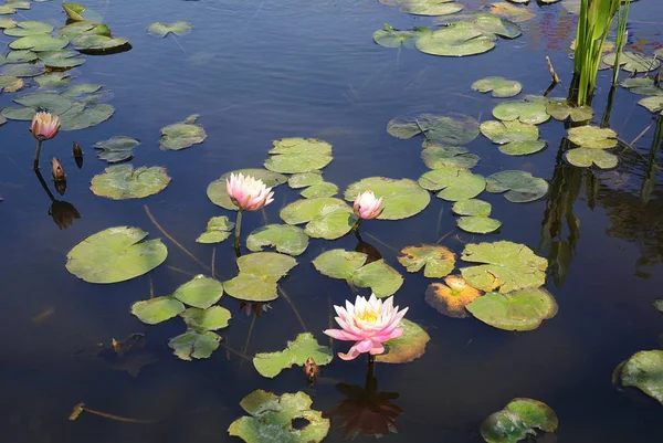 Nilüfer eski gölet renkli bir nilüfer ile süslüdür.