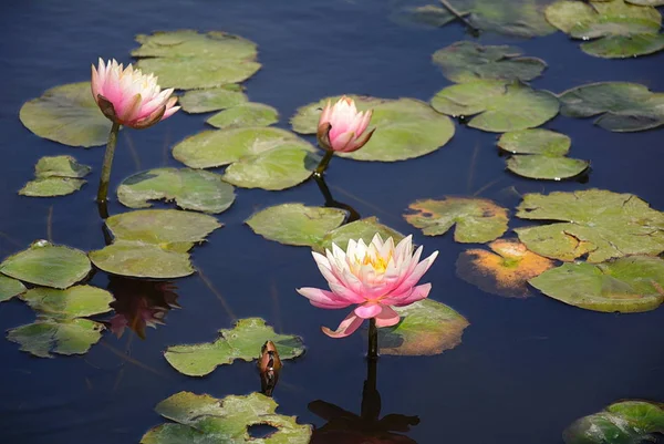 Nilüfer eski gölet renkli bir nilüfer ile süslüdür.