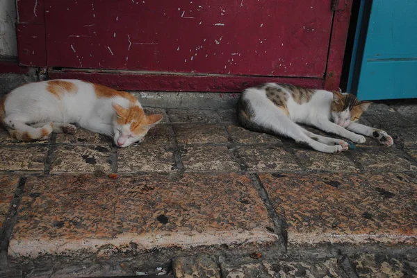 Dos Gatos Paseando Duermen Pavimento Animales Lindos — Foto de Stock