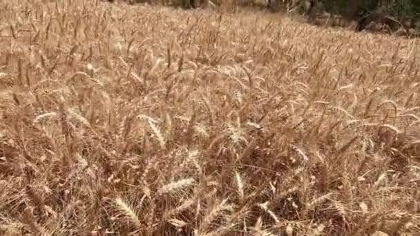 玉米金麦田 小麦准备收获 — 图库视频影像