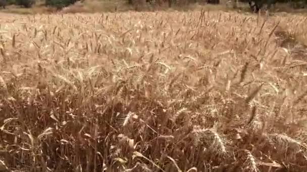 Campo Trigo Milho Dourado Trigo Pronto Para Ser Colhido — Vídeo de Stock