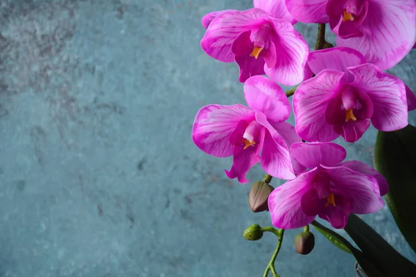 Růžová Orchidej Větve Orchideje Šedém Pozadí — Stock fotografie