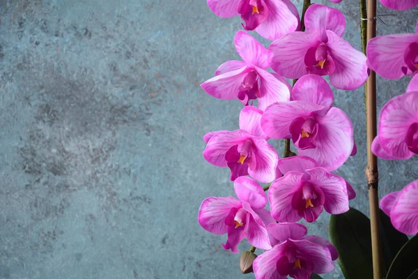 Pembe Orkide Gri Arkaplanda Orkide Dalları — Stok fotoğraf