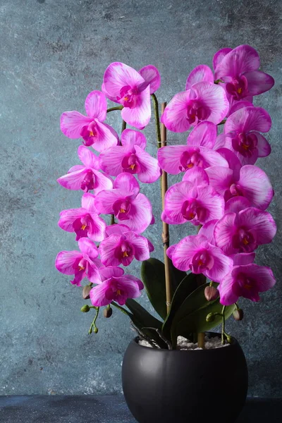 Růžová Orchidej Větve Orchideje Šedém Pozadí — Stock fotografie