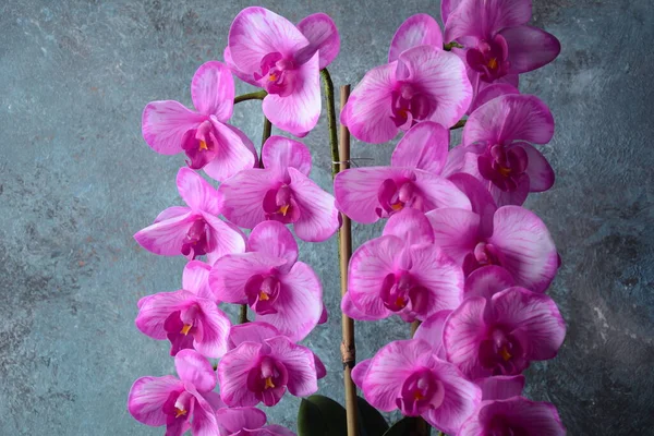 Różowa Orchidea Gałęzie Orchidei Szarym Tle — Zdjęcie stockowe