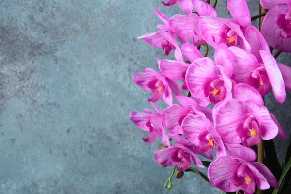 Růžová Orchidej Větve Orchideje Šedém Pozadí — Stock fotografie