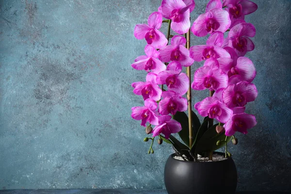 Rózsaszín Orchidea Orchidea Ágak Szürke Alapon — Stock Fotó