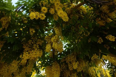 Cassia fistülü, genellikle altın duş olarak bilinir, arınma muskası, Hint laburnumu, ya da puding piposu ağacı.,