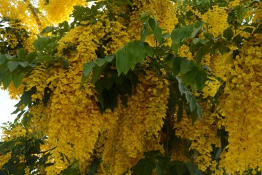 Cassia fistülü, genellikle altın duş olarak bilinir, arınma muskası, Hint laburnumu, ya da puding piposu ağacı.,