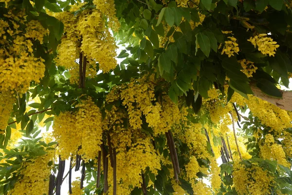 Cassia Píštěle Běžně Známý Jako Zlatá Sprcha Čistící Cassia Indické — Stock fotografie