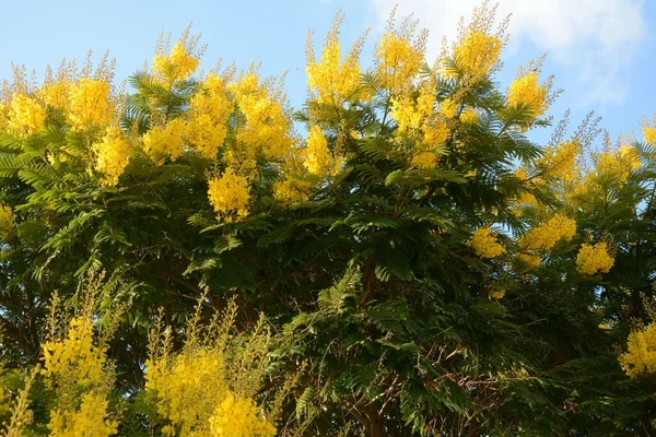 Květ Krásného Peltophorum Dubium Stromu Žlutou Korunou Jasně Zelené Louce — Stock fotografie