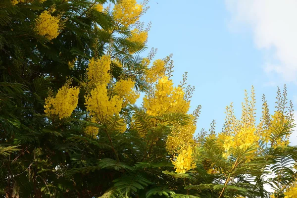 Květ Krásného Peltophorum Dubium Stromu Žlutou Korunou Jasně Zelené Louce — Stock fotografie