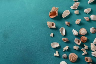Deniz kabuğu ve deniz dalgası rengi arka plan. Yaz tatili kavramı. Metin için boşluk.