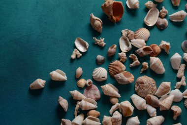 Deniz kabuğu ve deniz dalgası rengi arka plan. Yaz tatili kavramı. Metin için boşluk.