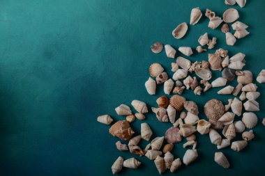 Deniz kabuğu ve deniz dalgası rengi arka plan. Yaz tatili kavramı. Metin için boşluk.