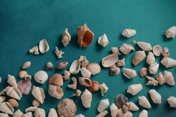 Conchiglie Mare Uno Sfondo Colore Onda Mare Concetto Vacanza Estiva — Foto Stock