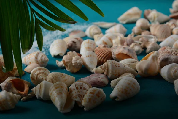 Conchiglie Mare Uno Sfondo Colore Onda Mare Concetto Vacanza Estiva — Foto Stock