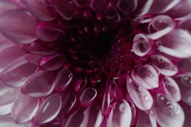 Güzel pembe kasımpatı çiçeğine yakın çekim. Renkli kasımpatı çiçekli makro çekim. 