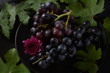 Siyah arkaplanda yaprakları olan koyu mavi / siyah üzümler. 