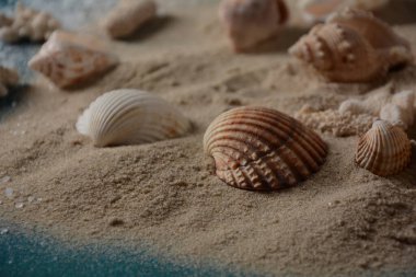 Deniz kabukları deniz dalgası renginde ve kumlu. Yaz tatili kavramı.