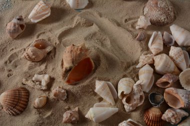 Deniz kabukları deniz dalgası renginde ve kumlu. Yaz tatili kavramı.