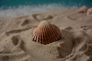 Deniz kabukları deniz dalgası renginde ve kumlu. Yaz tatili kavramı.