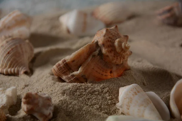 Conchiglie Mare Uno Sfondo Colore Onda Mare Con Sabbia Concetto — Foto Stock