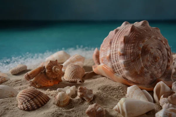 Deniz kabukları deniz dalgası renginde ve kumlu. Yaz tatili kavramı.