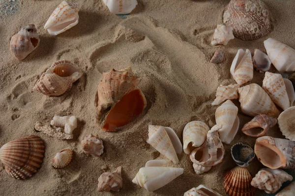 Deniz kabukları deniz dalgası renginde ve kumlu. Yaz tatili kavramı.