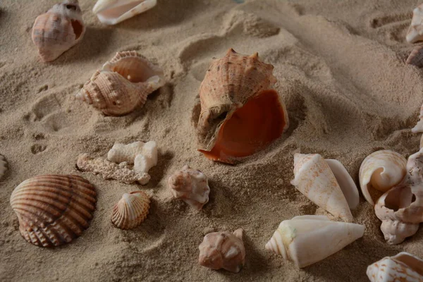 Conchas Mar Fundo Cor Onda Mar Com Areia Conceito Férias — Fotografia de Stock