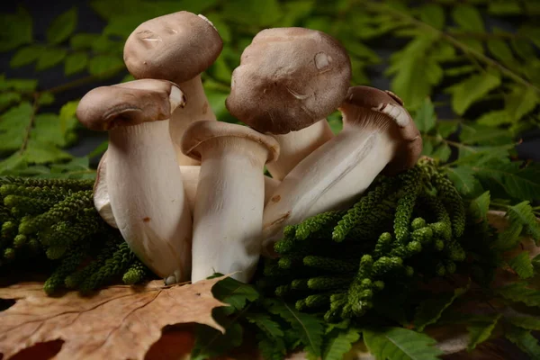 Oogsten Van Verse Rauwe Mini Koning Oester Champignons Herfstsamenstelling — Stockfoto