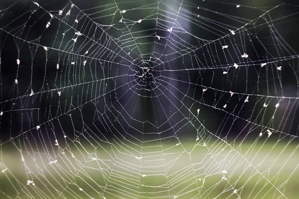 Spinnennetz Spinnennetz Mit Wassertropfen Spinnwebe Spinnennetz Mit Wassertropfen Aus Nächster — Stockfoto