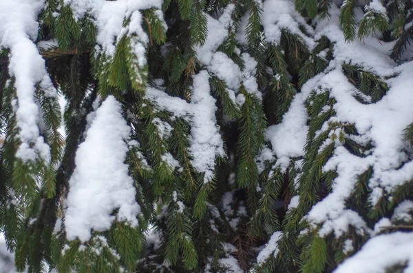 Ель Покрытая Снегом Открытом Фоне — стоковое фото