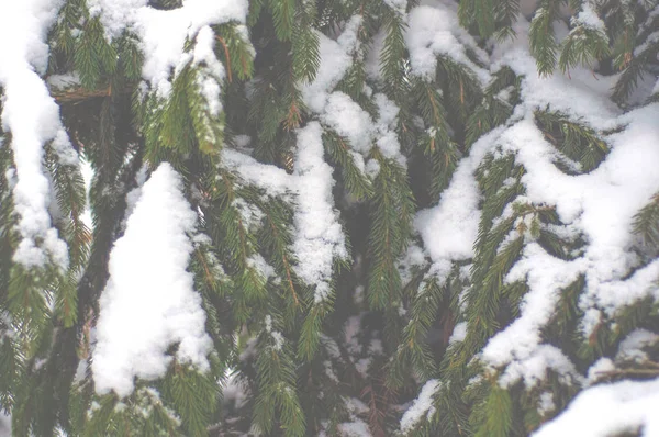 Abeto Coberto Com Neve Livre Fundo — Fotografia de Stock